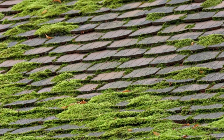 The best time of year to remove moss from the roof.