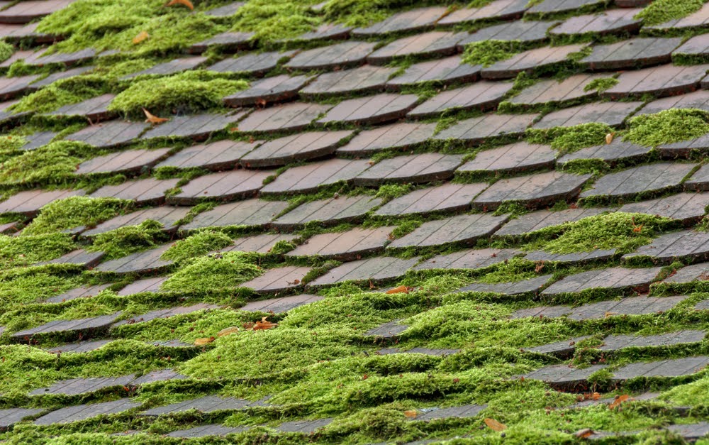 The best time of year to remove moss from the roof.